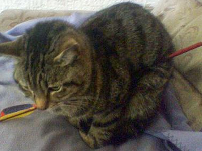 Γάτα επέζησε από επίθεση με τόξο