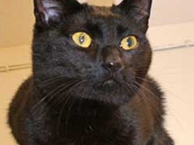 Ο γάτος βγήκε βόλτα… για δύο εβδομάδες