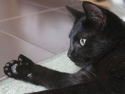 Η γάτα που έχει… αντίχειρες!