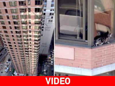 Γάτα έπεσε από ύψος 26 ορόφων και επέζησε!