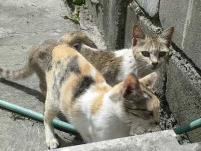 Έκανε το σπίτι του «ζωολογικό κήπο»