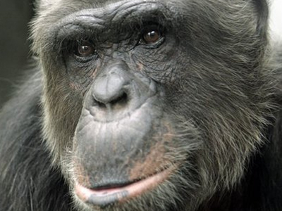 Και ο χιμπατζής έχει ανθρώπινα δικαιώματα!
