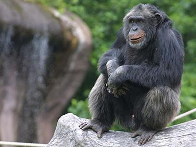 Οι χιμπατζήδες ”κάνουν σχέδια” για το μέλλον