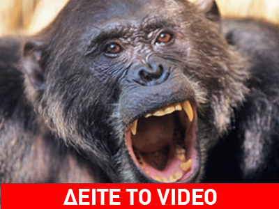 Αστυνομικός σκότωσε χιμπατζή που επιτέθηκε σε γυναίκα