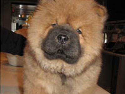 Από έκρηξη σκοτώθηκε το σκυλί διάσημης Αμερικανίδας