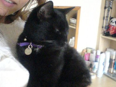 Σκότωσε το γάτο της γειτόνισσάς του γιατί ήταν «νταής»