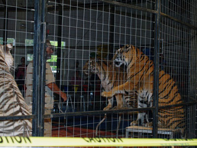 Βολιβία η πρώτη χώρα στον κόσμο που απαγόρευσε τα τσίρκο με ζώα