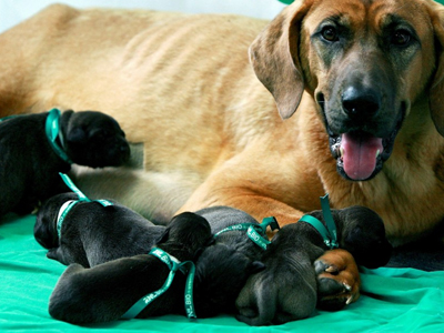 Κλωνοποίηση σκύλων για ιδιώτες