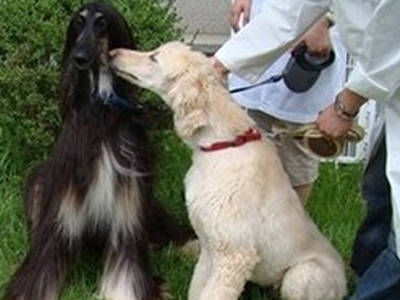 Ο πρώτος κλωνοποιημένος σκύλος έγινε μπαμπάς