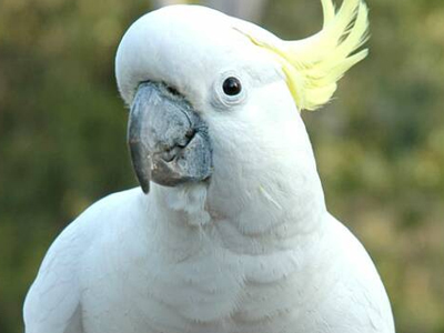Αντάλλαξε παιδιά με … πουλί