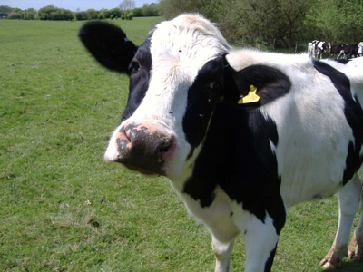 Την καβάλησε η αγελάδα της