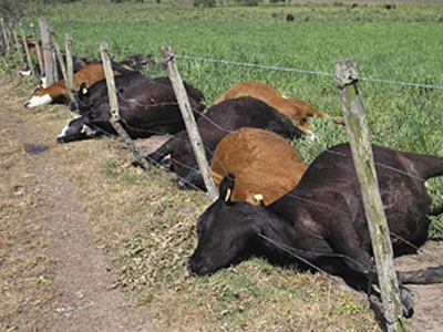 Κεραυνός σκότωσε ταυτόχρονα δεκάδες αγελάδες