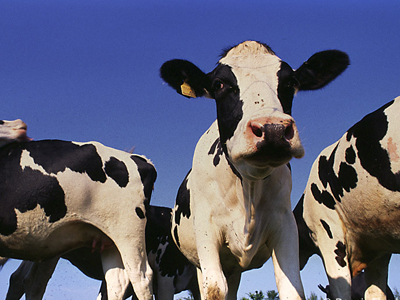 Οι αγελάδες με… ονοματεπώνυμο παράγουν περισσότερο γάλα