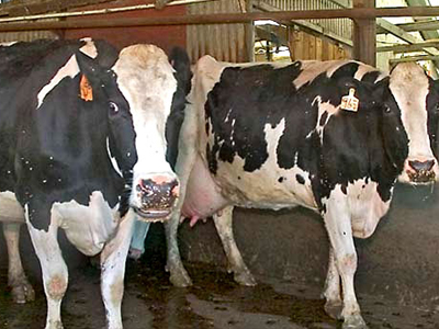 Κάηκε προσπαθώντας να σώσει τα ζώα του