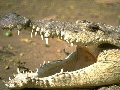 Κυνήγι κροκόδειλου στη Γερμανία!