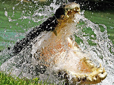 Κροκόδειλος έκοψε το κεφάλι 10χρονης