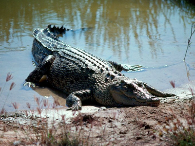Ερευνούν αν κροκόδειλος κατασπάραξε 5χρονο