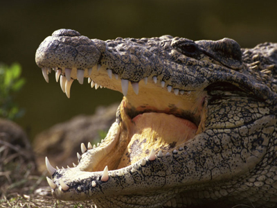 5χρονο αγοράκι βρέθηκε μέσα σε κροκόδειλο