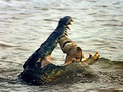 Κροκόδειλος έφαγε καρχαρία