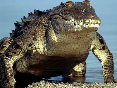 Κροκόδειλος κατασπάραξε 20χρονο Αυστραλό