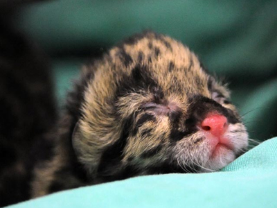 Γέννηση σπάνιων λεοπαρδάλεων ύστερα από 16 χρόνια