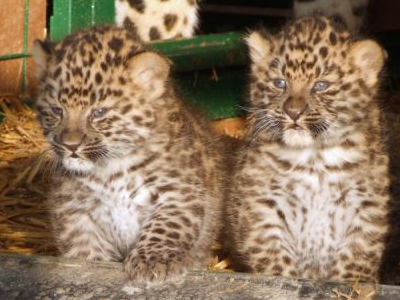 Σπάνιες λεοπαρδάλεις… στα πρώτα τους βήματα