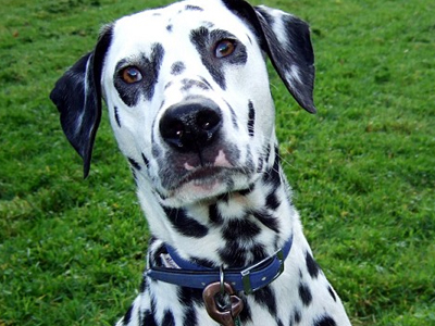 Σκύλος “μιλά” τη νοηματική γλώσσα