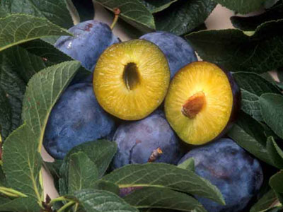 Η θρεπτική αξία του δαμάσκηνου