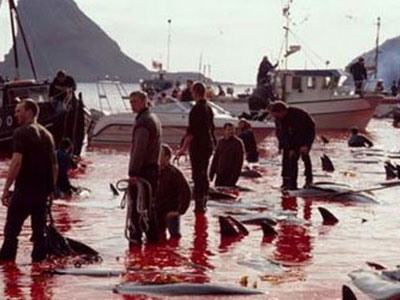 Μαζική δολοφονία δελφινιών στη Δανία Μαζική δολοφονία δελφινιών στη Δανία