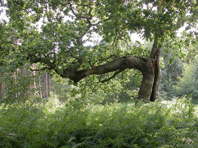 Προγράμματα εθελοντικής δασοπροστασίας από το WWF Ελλάς