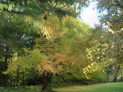 Τα παρθένα δάση απορροφούν το 1/5 του διοξειδίου του άνθρακα