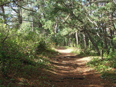 Εντοπίστηκε ανθρώπινος σκελετός