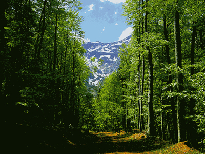 Καλή χρονιά για τα δάση το 2008