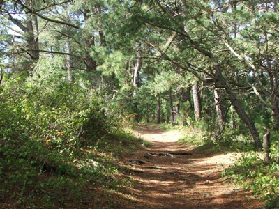 170.000 ευρώ πρόστιμο για ”αναβάθμιση” πρασίνου