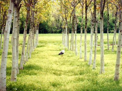 Αναμονή για δασώσεις