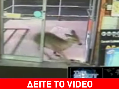 Ελάφια εισέβαλαν σε κάβα