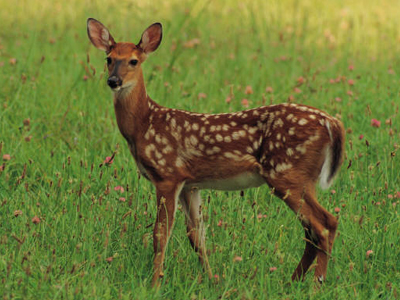 Ελάφι επισκέφτηκε το γιατρό…μόνο του