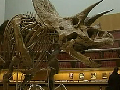 7.600 απολιθώματα δεινοσαύρων βρέθηκαν στην Κίνα