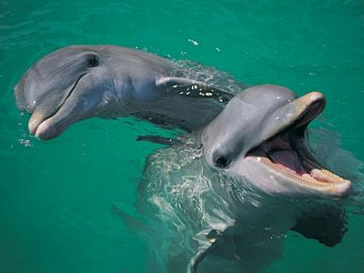 Τα σόναρ προκαλούν προσωρινή κώφωση στα δελφίνια