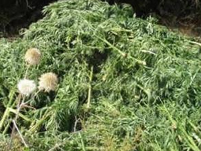 Είχε μετατρέψει το σπίτι του σε… φυτώριο χασίς!