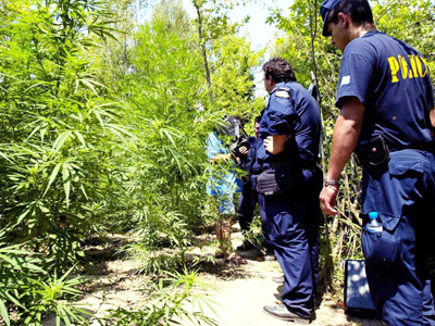 Ανήλικος «κηπουρός» και με… φούντες