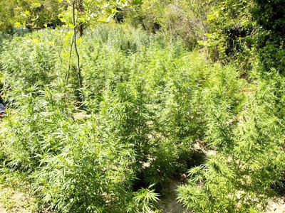 Βρέθηκε νέα χασισοφυτεία στην Κρήτη