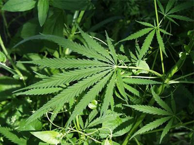 Συλλήψεις για υπόθεση ναρκωτικών στους Γαργαλιάνους