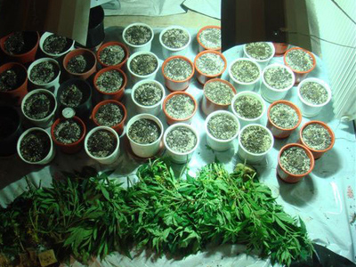 Κατασχέθηκε μεγάλη ποσότητα σκανγκ