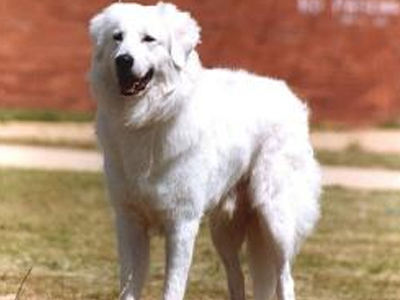 Τσοπανόσκυλα χρησιμοποιούνται για να προστατεύουν απειλούμενα είδη