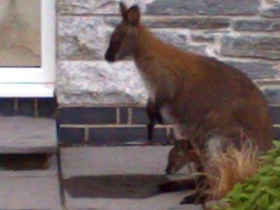 Βρετανός βρήκε καγκουρό στην αυλή του