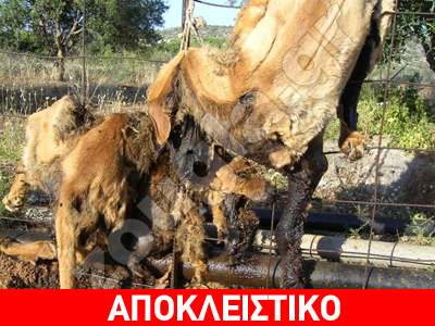 Συνεχίζεται η βαρβαρότητα στην Κρήτη