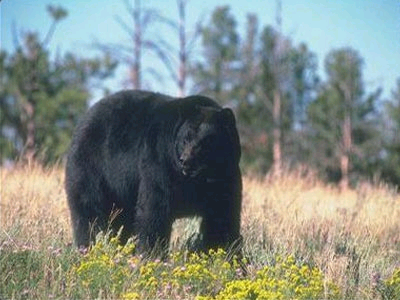 Επέστρεψε «σπίτι» της η αρκούδα- θύμα τροχαίου