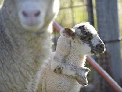 Πρόβατο με πέμπτο πόδι στο κεφάλι!