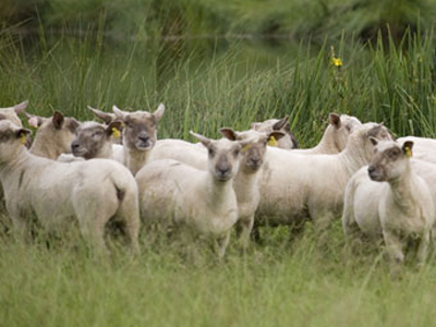 Συγκέντρωση διαμαρτυρίας κτηνοτρόφων